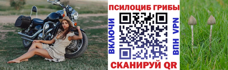 что такое   Алзамай  Галлюциногенные грибы Psilocybine cubensis 